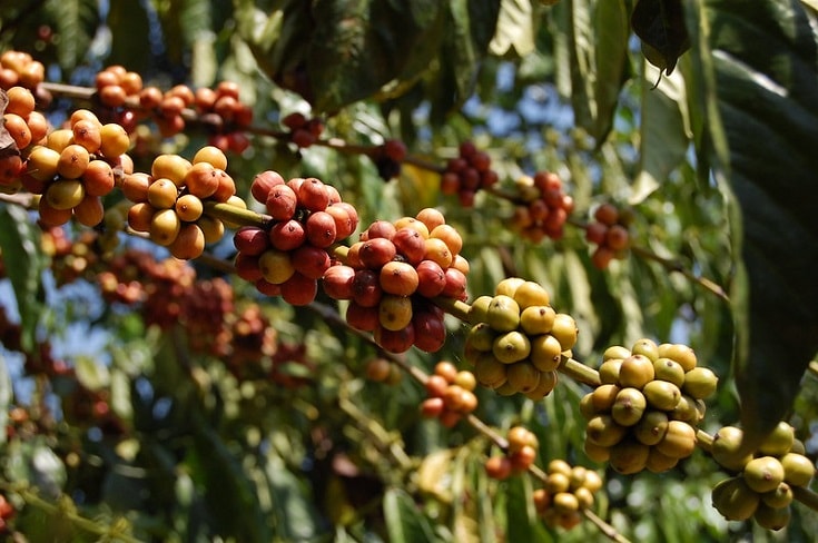 Coffee Project