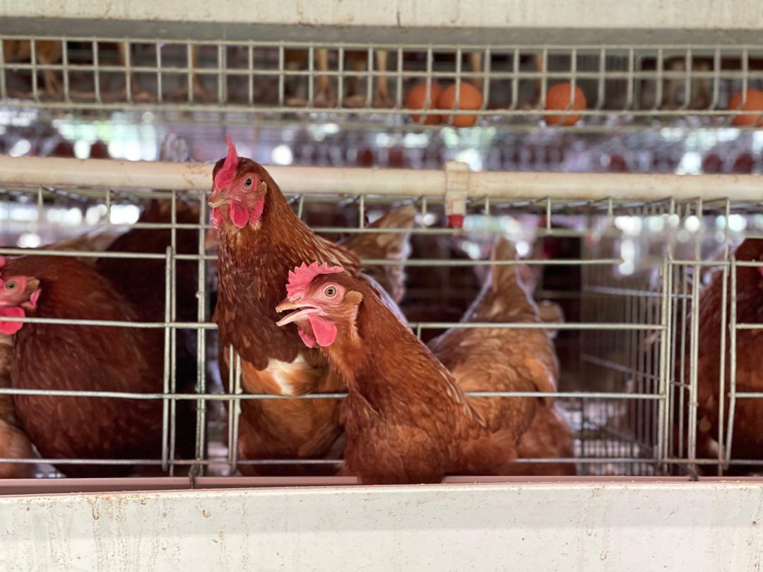 Animal Farming & Poultry