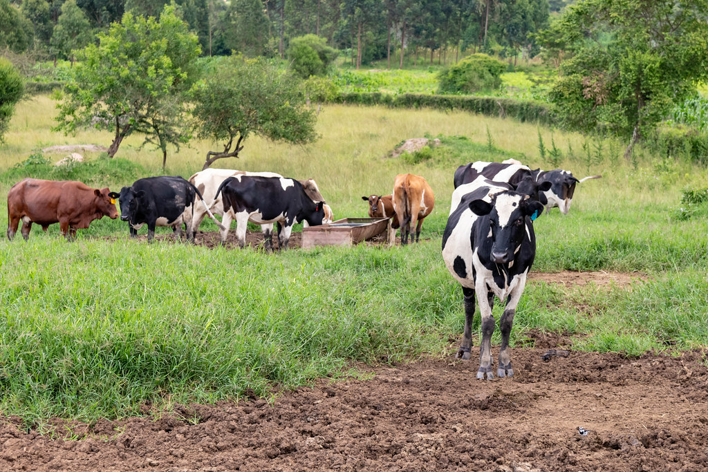 Dairy Farming